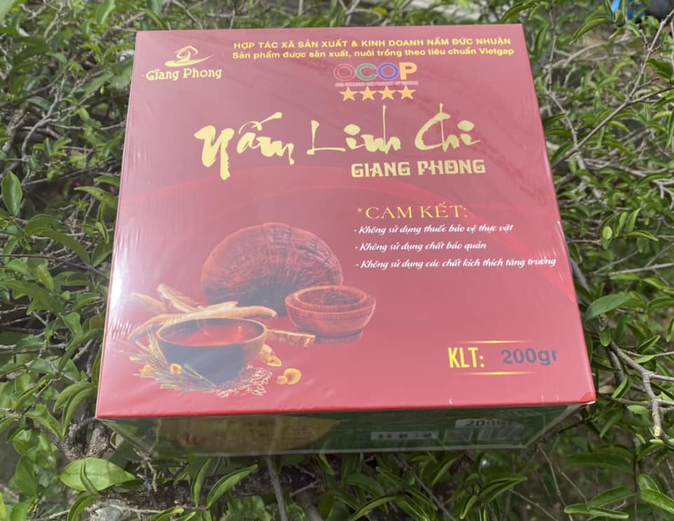 nấm linh chi giang phong